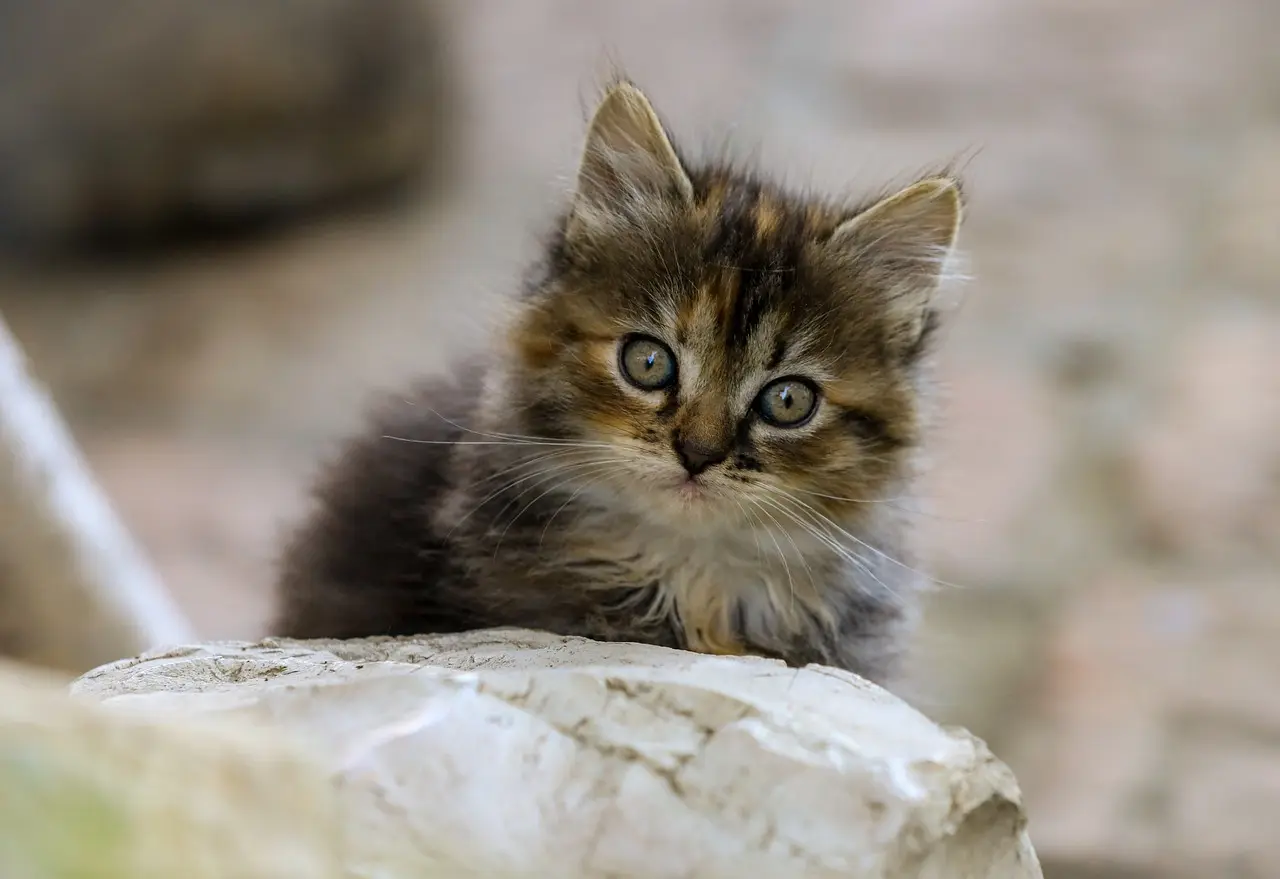 Muligheder til Væsel i krydsord