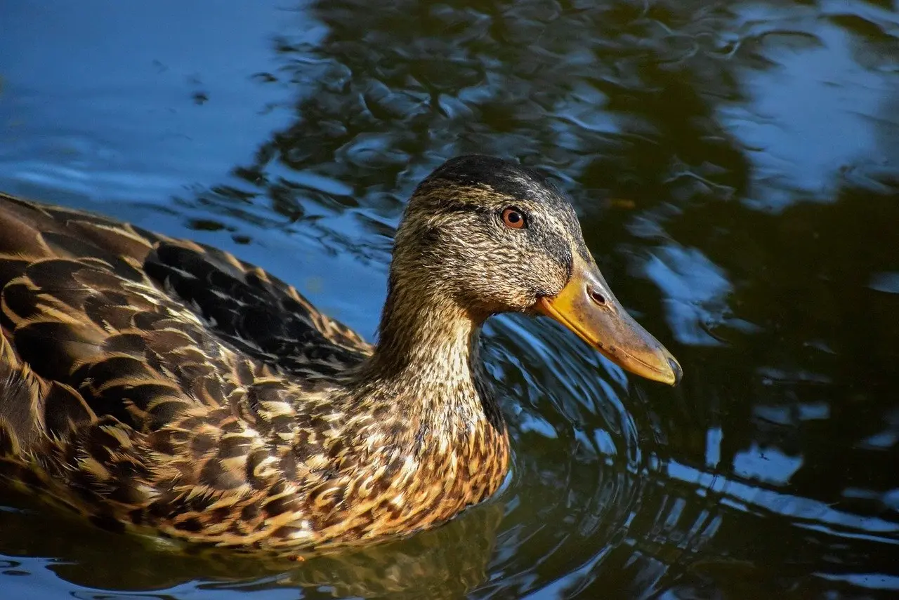 Synonymer for Strøg Krydsord