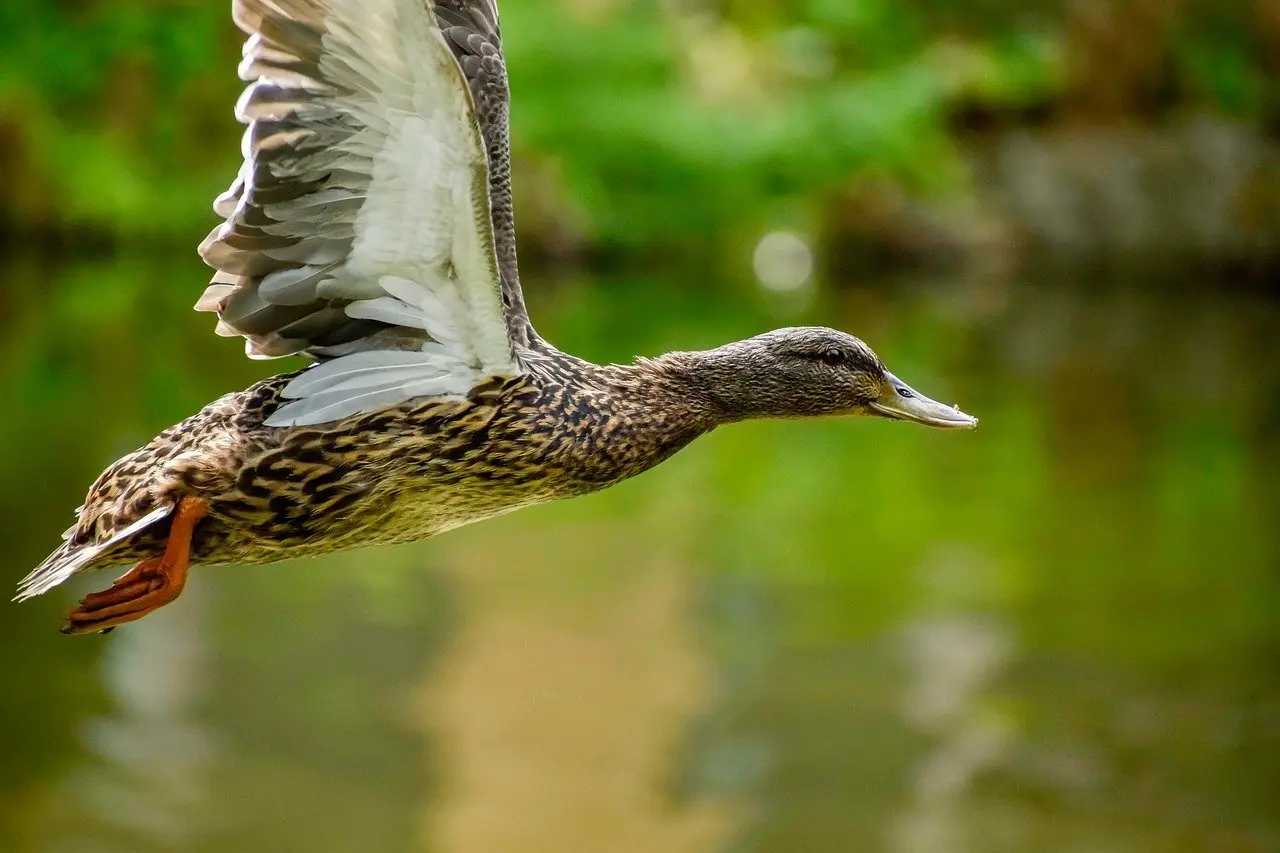 Muligheder til Afskyeligt krydsord