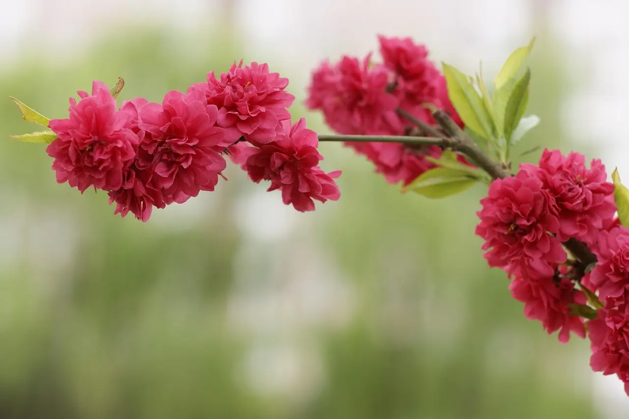 Hvem står bag 60500000?